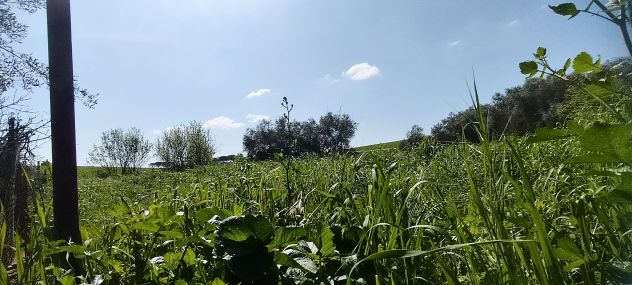 Laurentina - Monte Migliore 2 terreni (Edificabile e agricolo). Imperdibili !!! - Foto 3