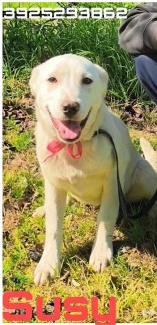 Cagnolini in adozione futura tg. medio contenuta cercano una famiglia per sempre - Foto 4