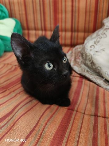 Kata, gattina sfortunata prossima alla scadenza.. - Foto 2