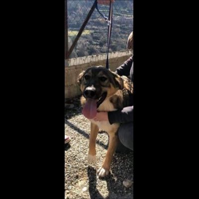 ERCOLE DIMENTICATO TRA I TANTI,  CANE IN ADOZIONE - Foto 2