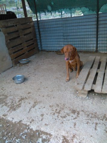 SIMONE, canuzzo buonissimo - Foto 3