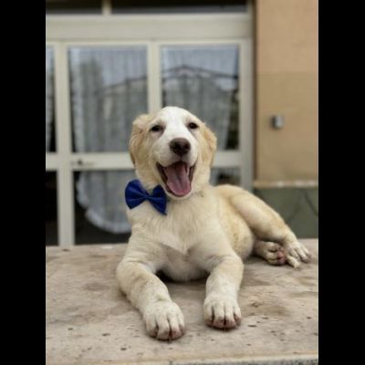 GIULIO UN AMORE DI CUCCIOLO DA ADOTTARE