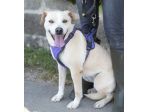 Triny da cucciola vive in canile