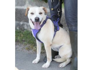 Triny da cucciola vive in canile