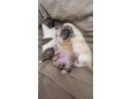 Cuccioli di chihuahua
