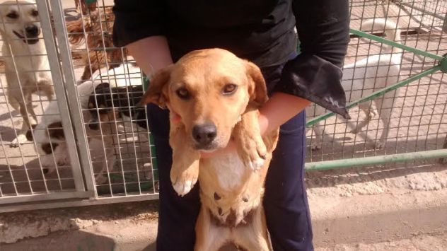 LUMACHINA, dolcissima cagnolina desiderosa d'amore - Foto 5