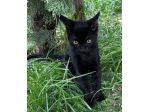 Puma gattino