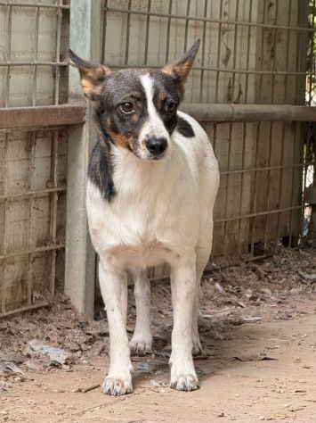 Bonnie: adozione del cuore - Foto 4