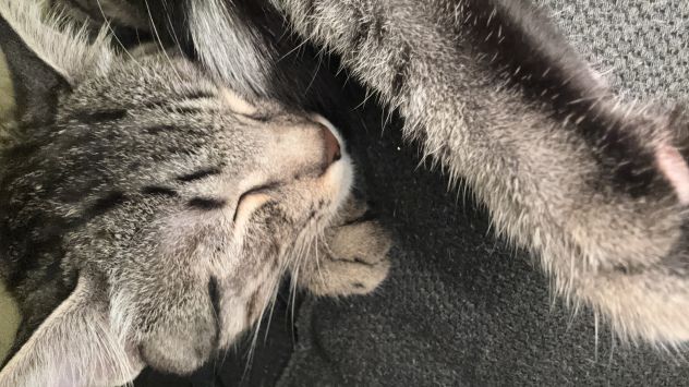 Gatto maschio - Foto 3