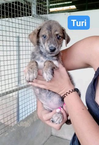 TANO, TURI, CETTA, MENA CUCCIOLI IN ADOZIONE - Foto 3