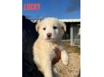 CUCCIOLI IN ADOZIONE UN MIRACOLO DI SALVEZZA