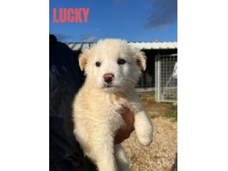 CUCCIOLI IN ADOZIONE UN MIRACOLO DI SALVEZZA