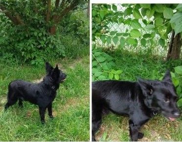 6anni kg 7 sfortunato nero senza coda aspetta casa prov ALESSANDRIA - Foto 2