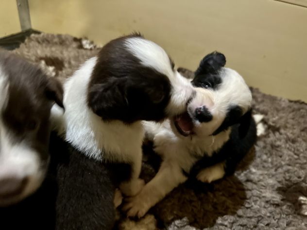 Vendesi Border collie di alta genealogia - Foto 5