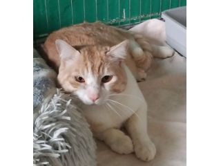 CAMILLO, micio adorabile, rosso e bianco