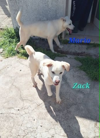 Zac in adozione - Foto 3