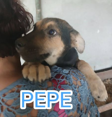 Cuccioli maschi e femmine - Foto 5