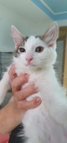 Principe, gatto delizioso - Foto 2