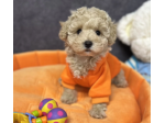 Louis - Maltipoo Maschio di Alta Selezione | Pagamenti Rateali