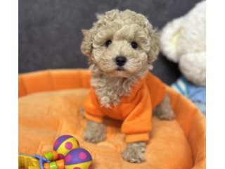 Louis - Maltipoo Maschio di Alta Selezione | Pagamenti Rateali