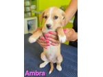 AMBRA,cucciola mix volpino breton