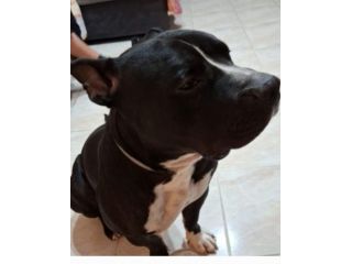 Amstaff/Bully 3anni SFIGATO URGENTE MIRACOLO!!!! MANTOVA