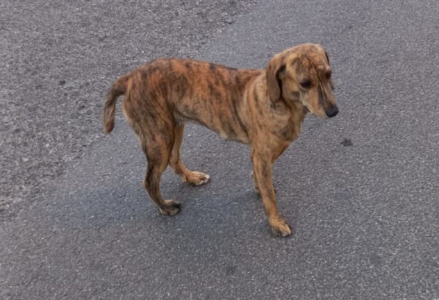 Segugia 1anno,maculata,bellissima,circa 12 kg NUORO - Foto 2