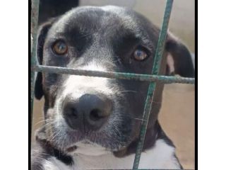 SILVESTRO DESIDERIO DI CAREZZE CANE IN ADOZIONE