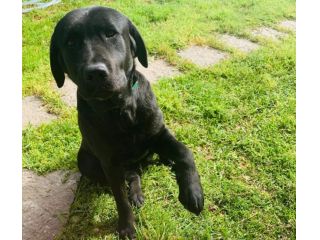 Labrador in Regalo