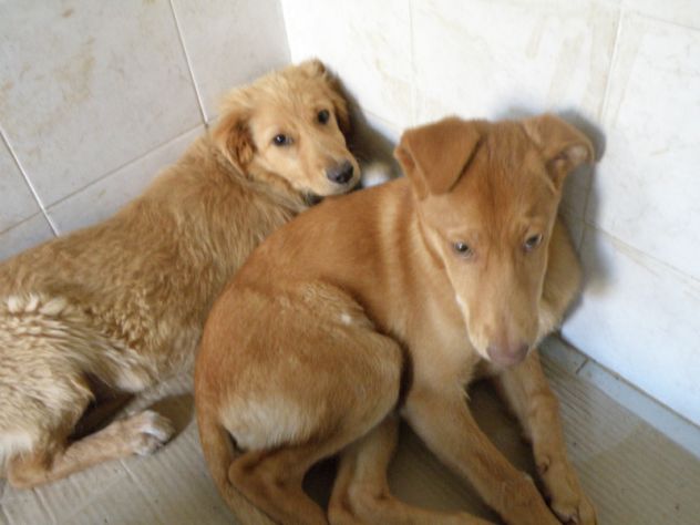 Cuccioloni mix golden dagli occhi d 'oro - Foto 2