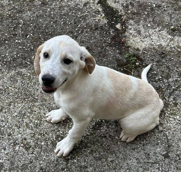 Roby cucciolo - Foto 2
