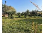 Terreno agricolo in vendita a Quercioli - Massa 2370 mq  Rif: 1183298
