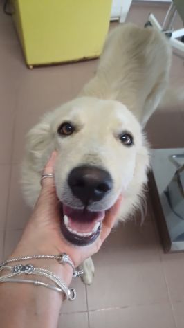 MABEL, 1 ANNO, CHIUSA IN UN TERRENO DOPO LE MINACCE DI AVVELENAMENTO - Foto 2
