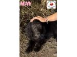 MAY dolcissima cerca casa