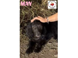 MAY dolcissima cerca casa