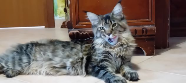 MAINE COON CUCCIOLA - Foto 2