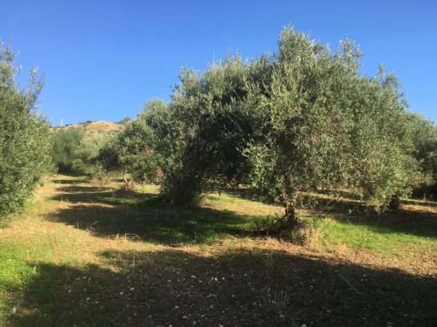 Casteldaccia - CA101 - Terreno in Verde Agricolo - Foto 3