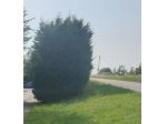 Immobile in asta di 6800 m² in vendita a Sermide e Felonica