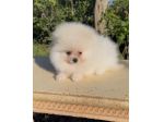 Dolcissimo cucciolo di Spitz di Pomerania con pedigree