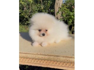 Dolcissimo cucciolo di Spitz di Pomerania con pedigree