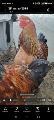 Pulcini uova galline e galli - Foto 5