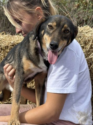 SPEEDY, cagnolino DOLCISSIMO abbandonato. - Foto 4