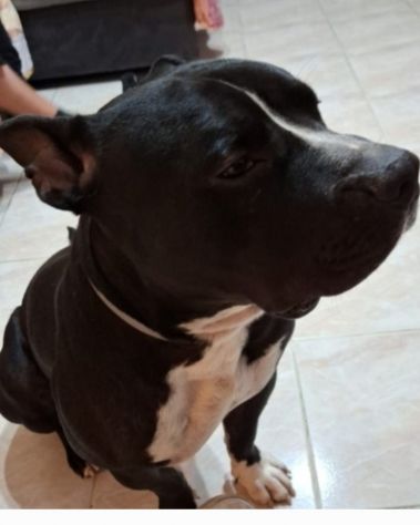 Amstaff/Bully 3anni SFIGATO 4ABBANDONI,IN BOX H 24!MANTOVA URGENTEEEE - Foto 4