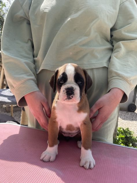 Cuccioli Boxer