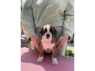 Cuccioli Boxer