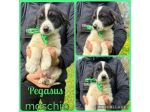 Regalo cuccioli meticci