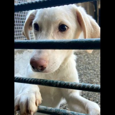 SAMUEL DELICATO E DOLCISSIMO CUCCIOLO IN ADOZIONE - Foto 2