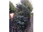 Terratetto in vendita a Riglione Oratoio - Pisa 40 mq  Rif: 860165