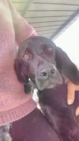 Mix Bracco nero salvato pelle ed ossa 5anni fa! ZERO RICHIESTE!Puglia - Foto 2
