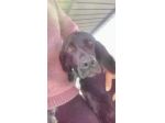 Mix Bracco nero salvato pelle ed ossa 4anni fa! ZERO RICHIESTE!Puglia